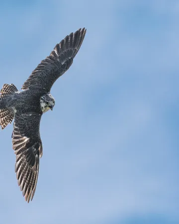 Falcon: The Pinnacle of Open-Source LLMs