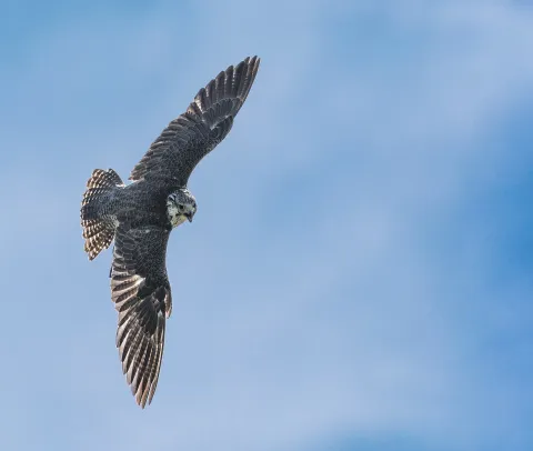 Falcon: The Pinnacle of Open-Source LLMs